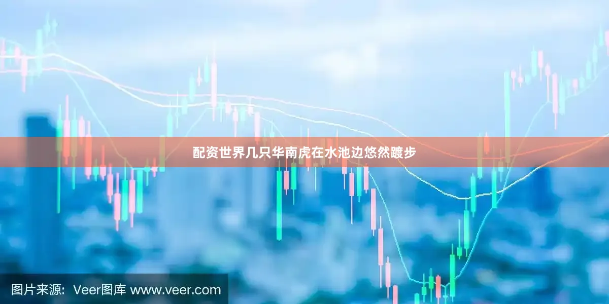 配资世界几只华南虎在水池边悠然踱步