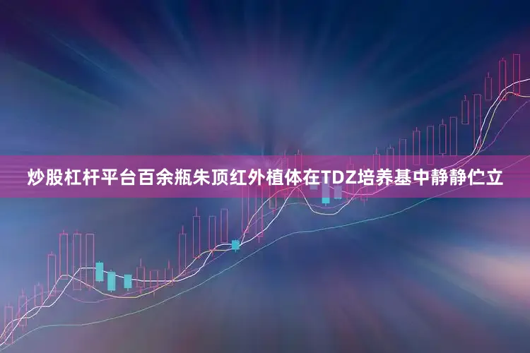 炒股杠杆平台百余瓶朱顶红外植体在TDZ培养基中静静伫立
